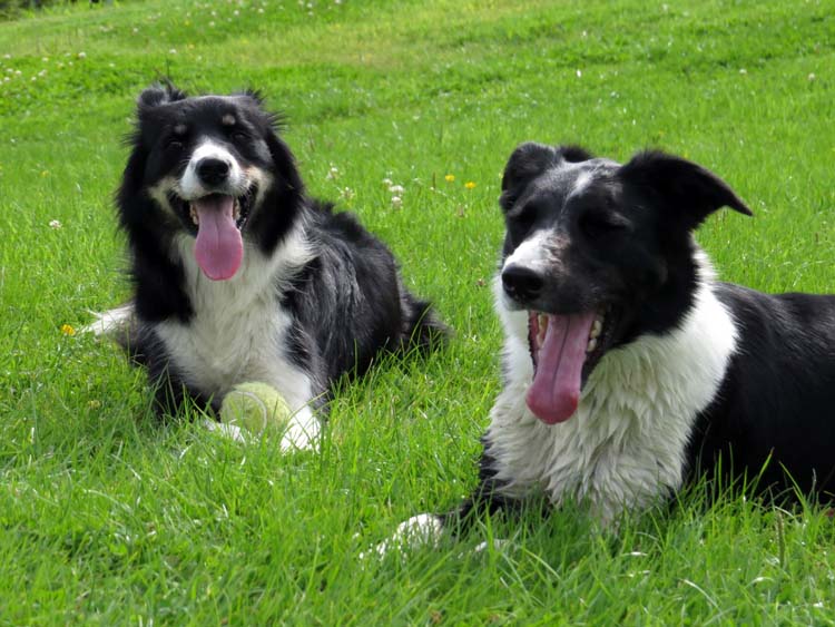 The Farm Dogs