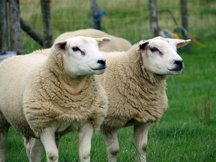 Farm Animals