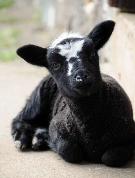 cute black lamb