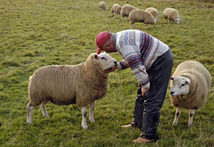 contented sheep